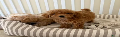 Maltipoo Puppy 1