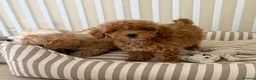 Maltipoo dogs for sale: 5🌟Korean maltipoo puppies health tested - Advert 28