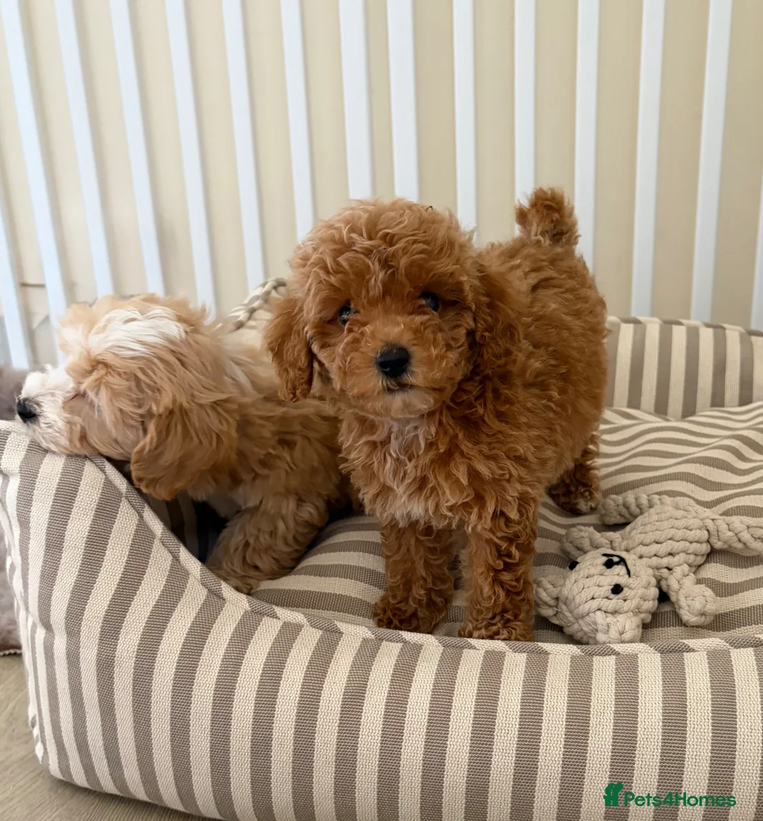 Maltipoo dogs for sale: 5🌟Korean maltipoo puppies health tested - Advert 28