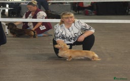 Dachshund dogs for sale: KC beautiful cream dachshund miniature long haired - Image 14