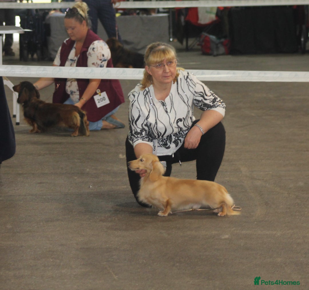 Dachshund dogs for sale: KC beautiful cream dachshund miniature long haired - Image 14