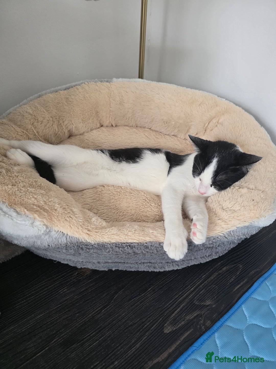 Mixed Breed cats for sale: Smudge looking for family home  - Advert 7