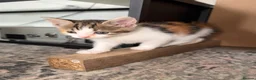 Mixed Breed cats for sale: Beautiful Calico Female Kitten - Last Available in Basingstoke - Advert 3