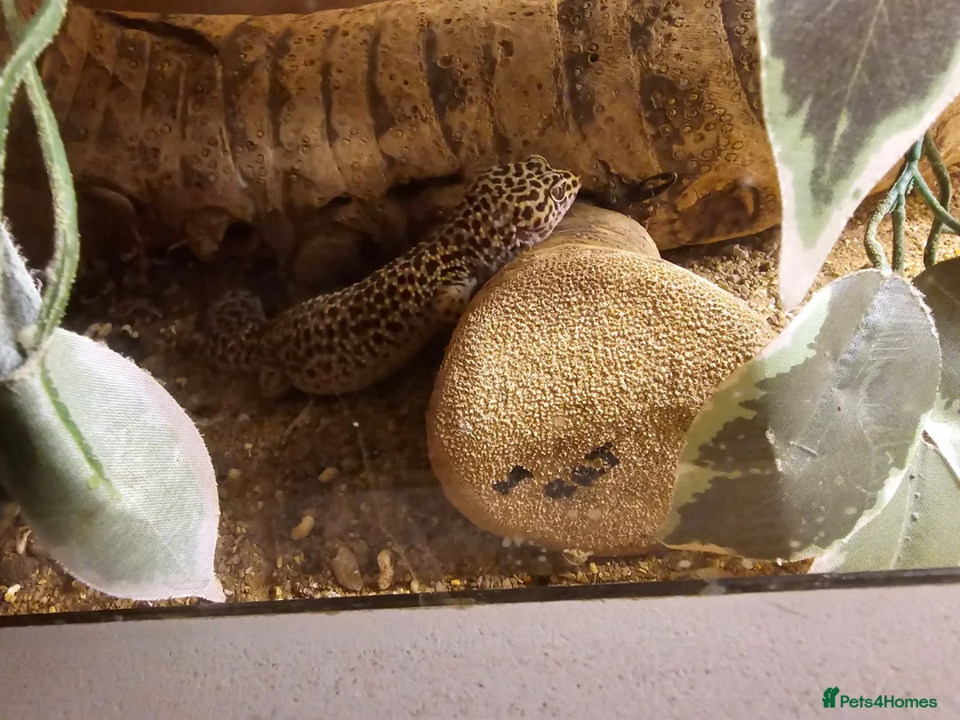 Gecko reptiles for sale: 3 x gecko and set up - Advert 4