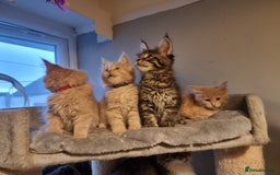 Maine Coon cats for sale: TICA REG.  Amazing kittens  - Image 17