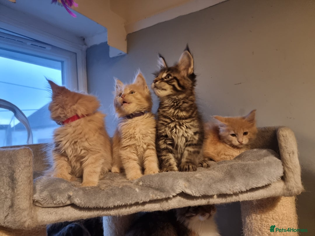 Maine Coon cats for sale: TICA REG.  Amazing kittens  - Image 17
