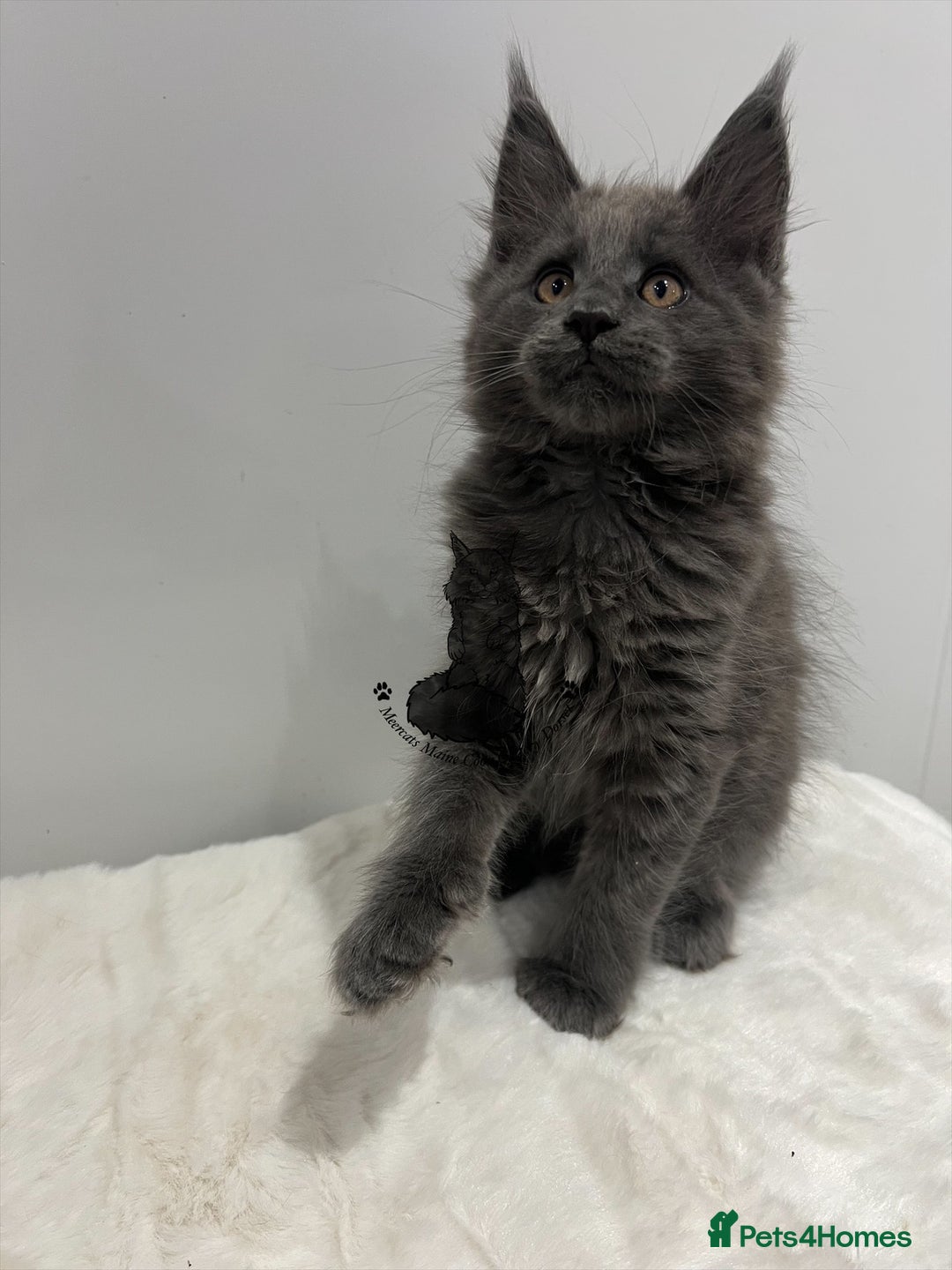 Maine Coon cats for sale: TICA boy male blue kitten Maine Coon nice  - Advert 4