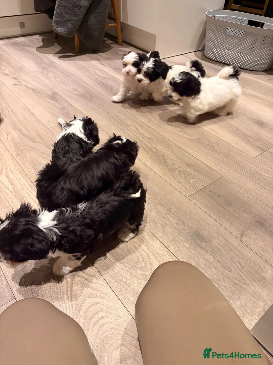 Havanese dogs for sale: Superb litter of K. C Registered havanese puppies - Advert 2