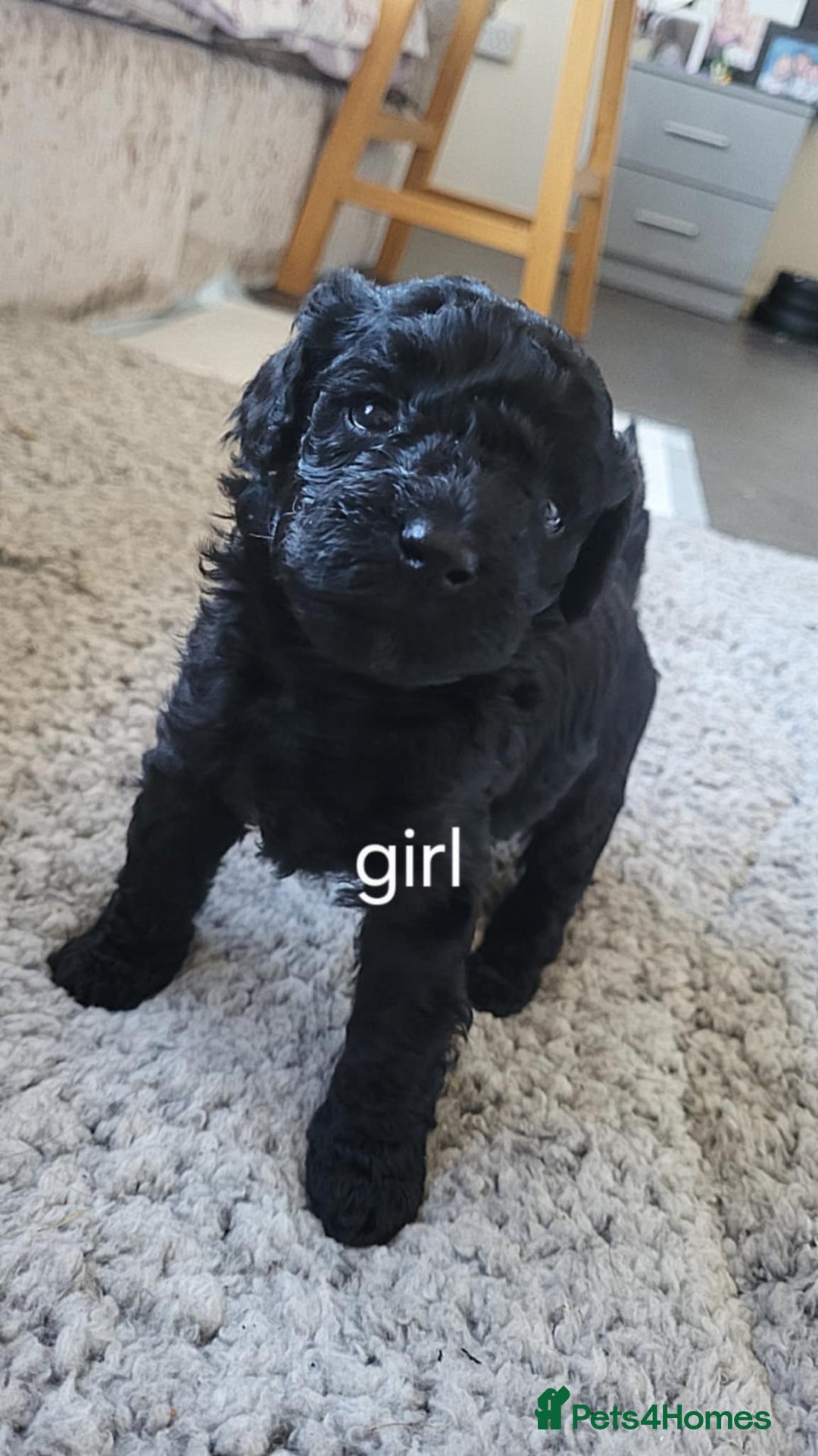 Poochon dogs for sale: Poochon puppys - Advert 6