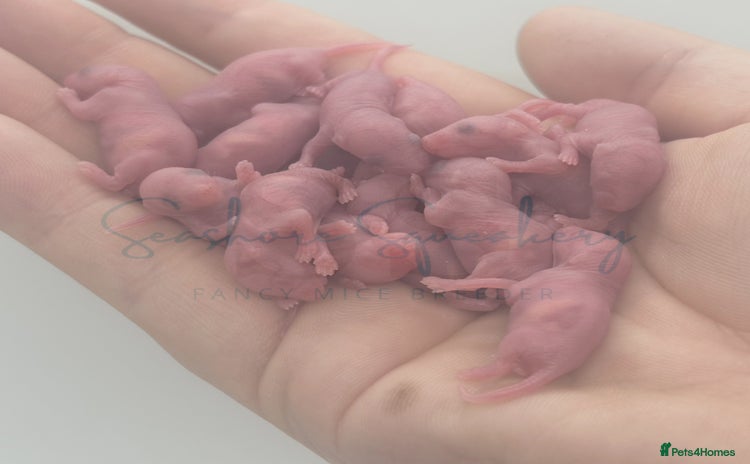 Mouse rodents - Advert 4