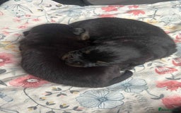 Mixed Breed dogs for sale: Beautiful Black Labrador/Rottweiler puppies - Image 5