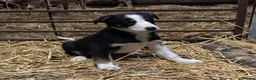 Border Collie dogs for sale: Border Collie Pups in Machynlleth - Advert 39