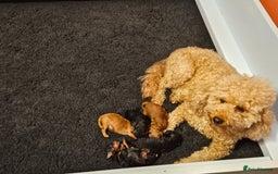 Miniature Poodle dogs for sale: Beautiful Health Tested Poodles - Advert 8