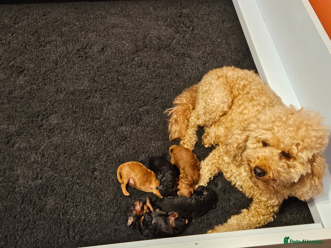 Miniature Poodle dogs for sale: Beautiful Health Tested Poodles - Advert 8