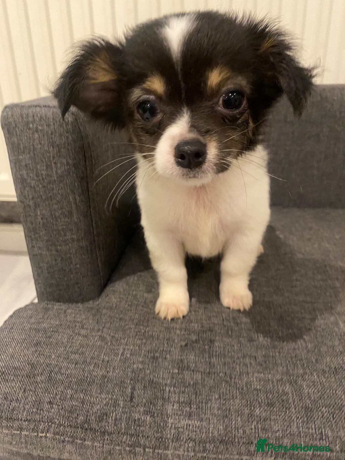 Chihuahua dogs Chihuahuas tiny - Advert 3