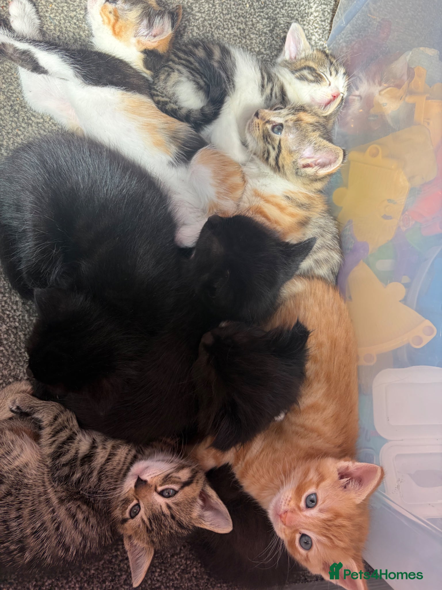 Mixed Breed cats Beautiful kittens - Advert 1