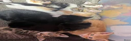 Mixed Breed cats for sale: Beautiful kittens - Advert 1