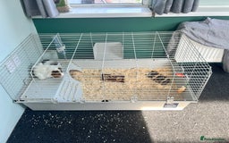 Guinea Pig rodents for sale: X2 male Guinea pigs- brothers  - Image 1