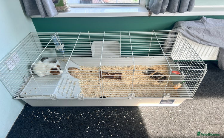 Guinea Pig rodents - Advert 1