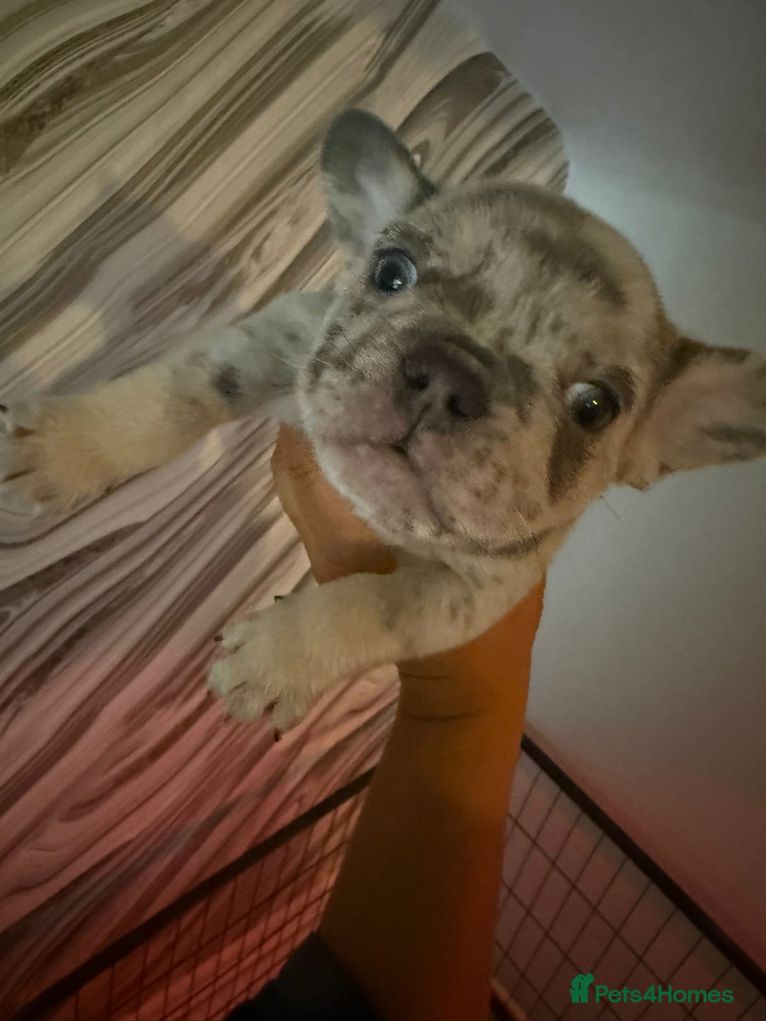 French Bulldog dogs for sale: Pedagree & KC registered French bulldog - Image 16