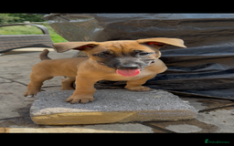 Mixed Breed dogs for sale: Herders in Godstone - Image 10