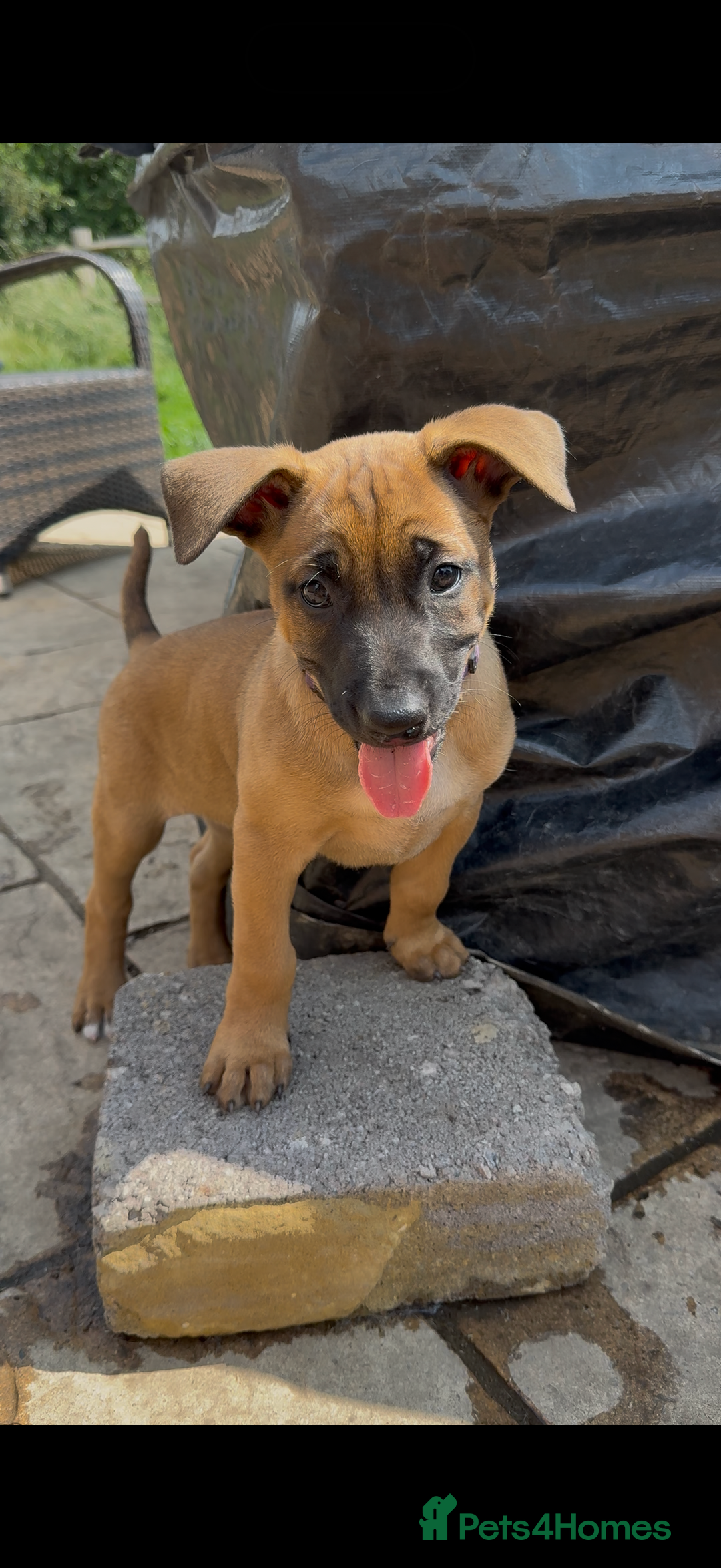 Mixed Breed dogs for sale: Herders in Godstone - Image 10