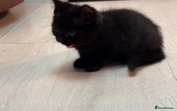 British Shorthair cats for sale: British shorthairs kittens - Image 11