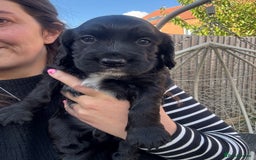 Sprocker dogs for sale: Sprocker Puppies x2 Male - Image 4
