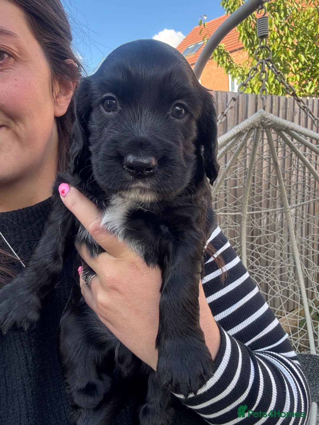 Sprocker dogs for sale: Sprocker Puppies x2 Male - Image 4