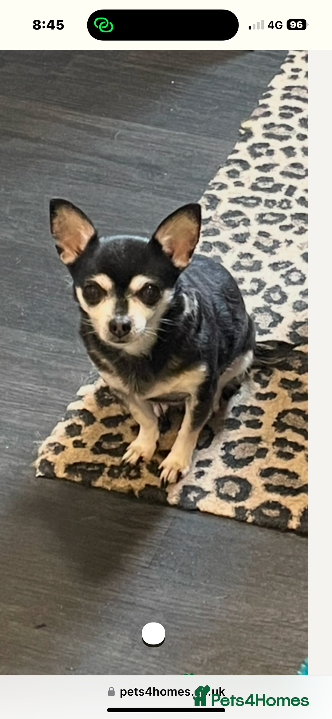 Chihuahua dogs for sale: Beautiful female chihuahua  - Advert 3