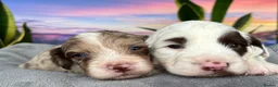 Sproodle dogs for sale: ✨RARE TRICOLOUR TUXEDO MERLE SPROODLES🐾❤️✨ TESTED - Advert 5