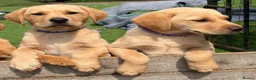 Labrador Retriever dogs for sale: Gorgeous Yellow KC Labs - Advert 2