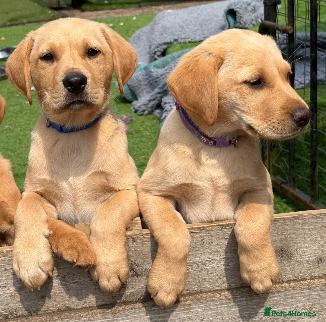 Labrador Retriever dogs for sale: Gorgeous Yellow KC Labs - Advert 2