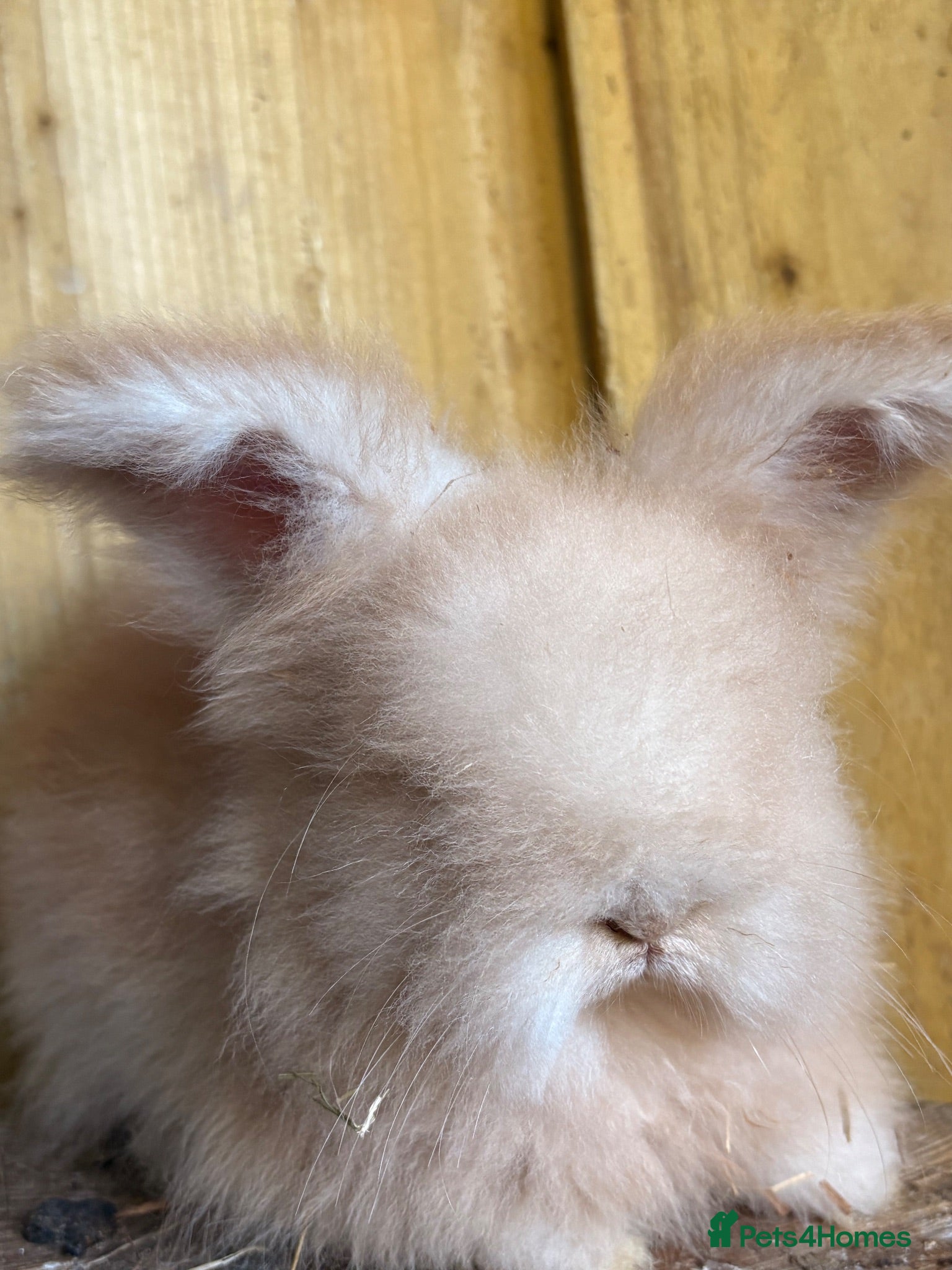 Angora rabbits Beautiful Cream & white angora babies  - Advert 1
