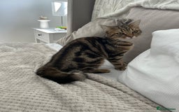 Mixed Breed cats for sale: Unfortunate rehoming  - Image 1