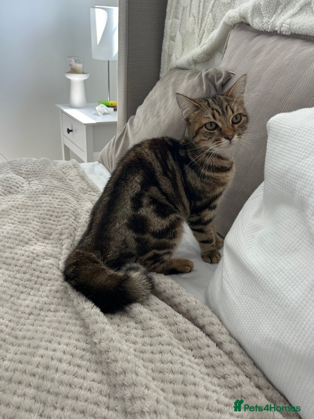 Mixed Breed cats for sale: Unfortunate rehoming  - Image 1