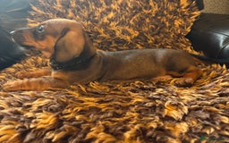Miniature Dachshund dogs for sale: Beautiful stable dachshund girl pup - Image 2