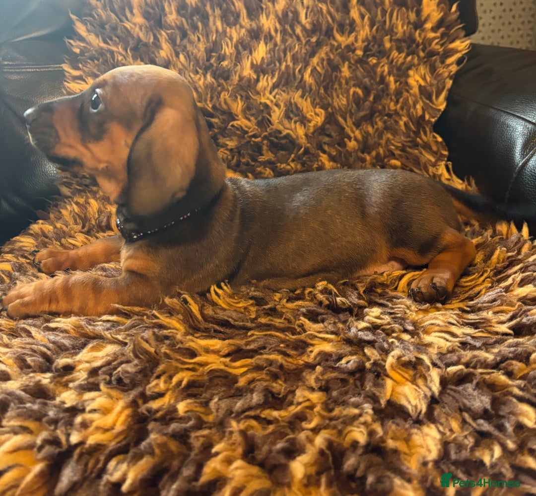 Miniature Dachshund dogs for sale: Beautiful stable dachshund girl pup - Image 2