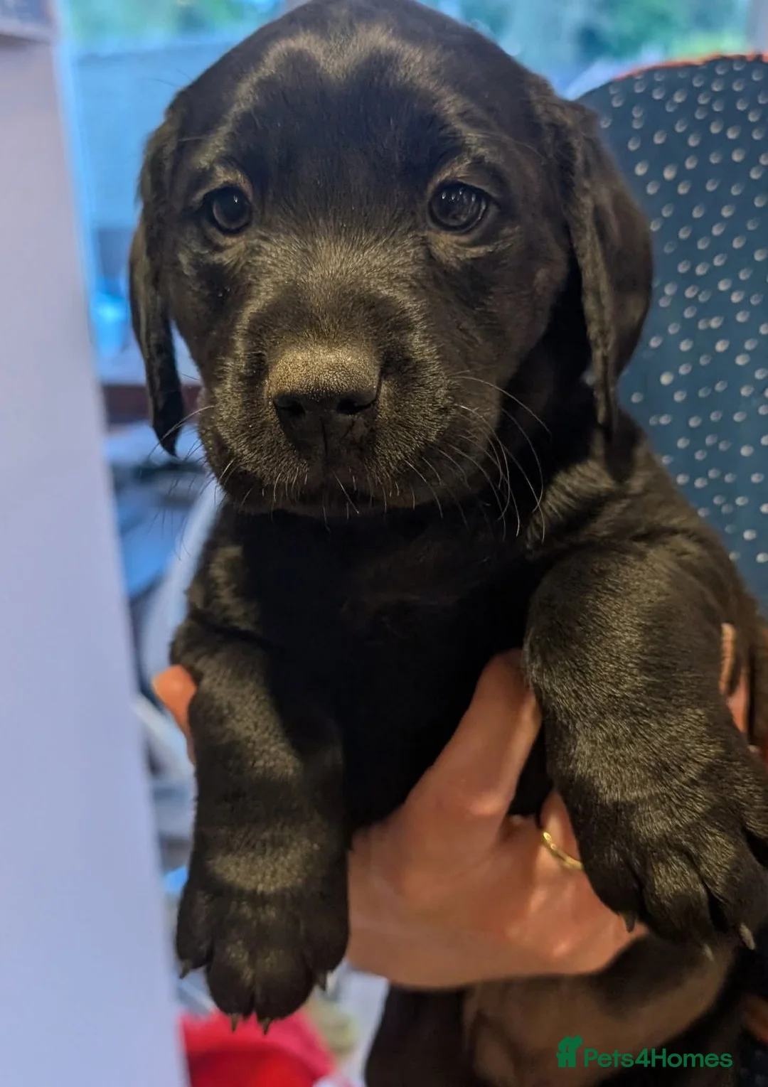 Labrador Retriever dogs for sale: 1x KC Reg Fully Health Tested Clear Active Lab Pup - Advert 1