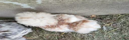 Chickens poultry for sale: USA silkie chicks/ hatching eggs CPQ quails - Advert 30