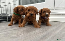 Cavapoo dogs for sale: F1 toy cavapoos health tested  - Image 1