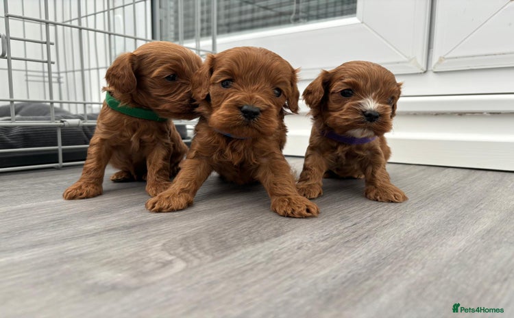 Cavapoo dogs - Advert 4