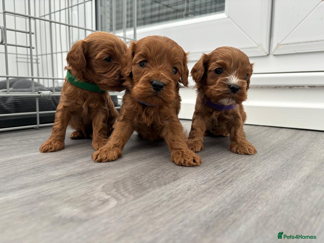 Cavapoo dogs for sale: F1 toy cavapoos health tested  - Image 1