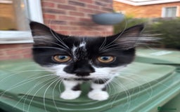 Mixed Breed cats for sale: Fluffy long haired male  - Image 5