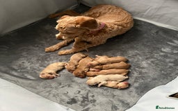 Mixed Breed dogs for sale: 10 gorgeous labradoodle pups - Image 9