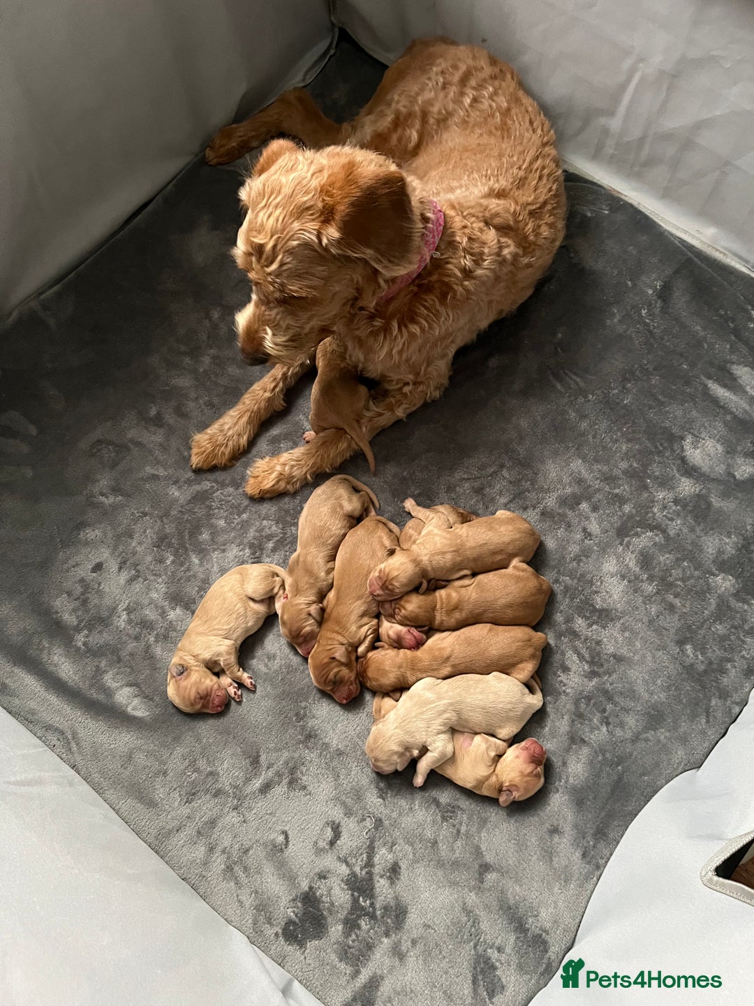 Mixed Breed dogs for sale: 10 gorgeous labradoodle pups - Image 9