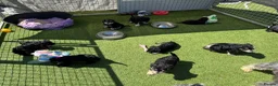 Miniature Schnauzer dogs for sale: All black mini schnauzer  - Advert 8
