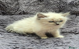 Ragdoll cats for sale: GCCF registered Ragdoll kittens  - Image 21