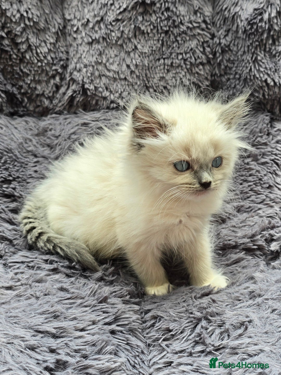 Ragdoll cats for sale: GCCF registered Ragdoll kittens  - Image 21