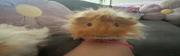 Guinea Pig rodents for sale: Two gorgeous fluffy female piggies  - Advert 11